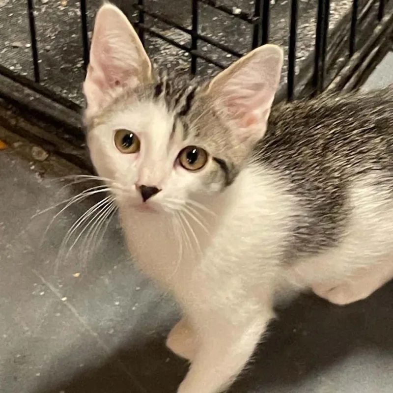 A baby small-sized female Brown / Chocolate Domestic Short Hair cat named Miss Vanilla for adoption in Inwood, WV