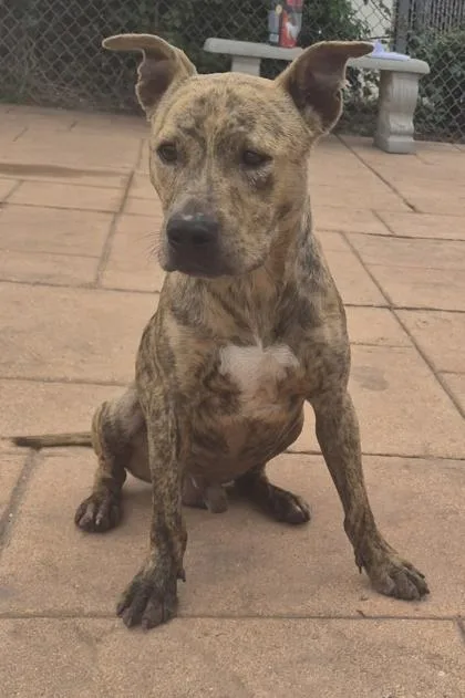 An adult small-sized male Terrier dog named Joey for adoption in Shreveport, LA