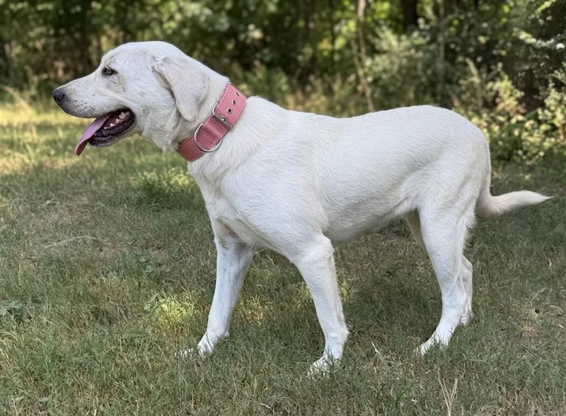 A young large-sized female White / Cream Labrador Retriever dog named Paloma for adoption in Caldwell, TX
