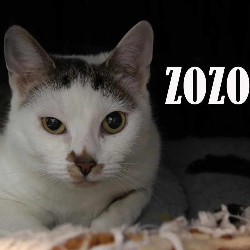 Zozo thumbnail 3