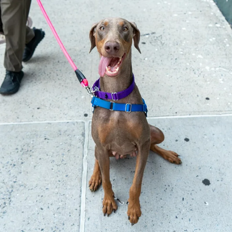 A young large-sized female Gray / Blue / Silver Doberman Pinscher dog named Silver for adoption in New York, NY