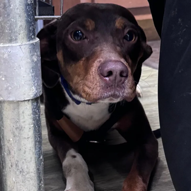 A young medium-sized female Brown / Chocolate Mixed Breed dog named Solace for adoption in Summerville, SC
