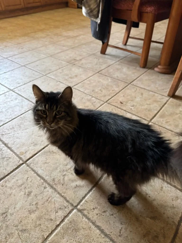 A senior small-sized female Domestic Long Hair cat named Nala for adoption in LIberty, NY