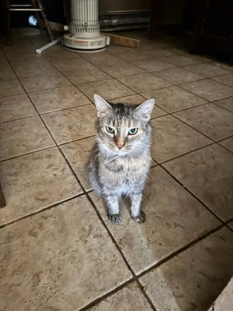 Nala thumbnail 2