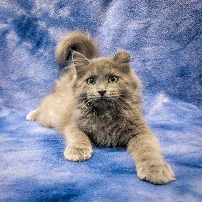 A baby large-sized female Gray / Blue / Silver Domestic Long Hair cat named Becca for adoption in Overland Park, KS