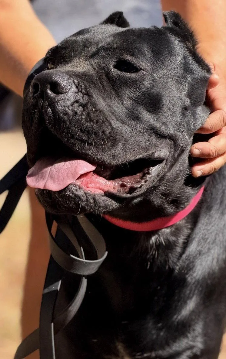A young medium-sized female Cane Corso dog named Zara for adoption in Glendale, AZ
