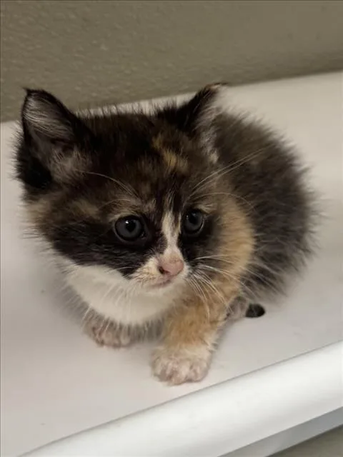 A baby small-sized female Domestic Medium Hair cat named Valeriana for adoption in Tracy, CA
