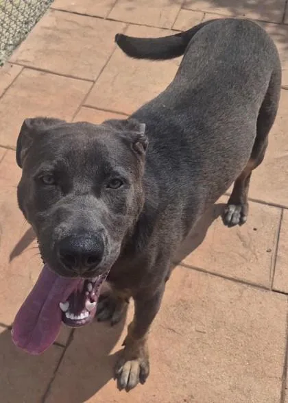 An adult extra large-sized male Terrier dog named Nash for adoption in Shreveport, LA