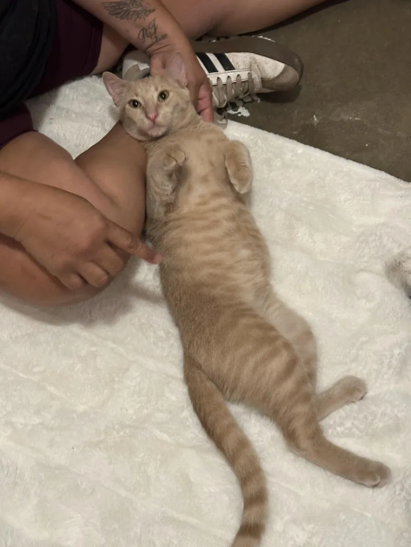 A baby medium-sized male Orange / Red American Shorthair cat named Meatball for adoption in Mission Viejo, CA
