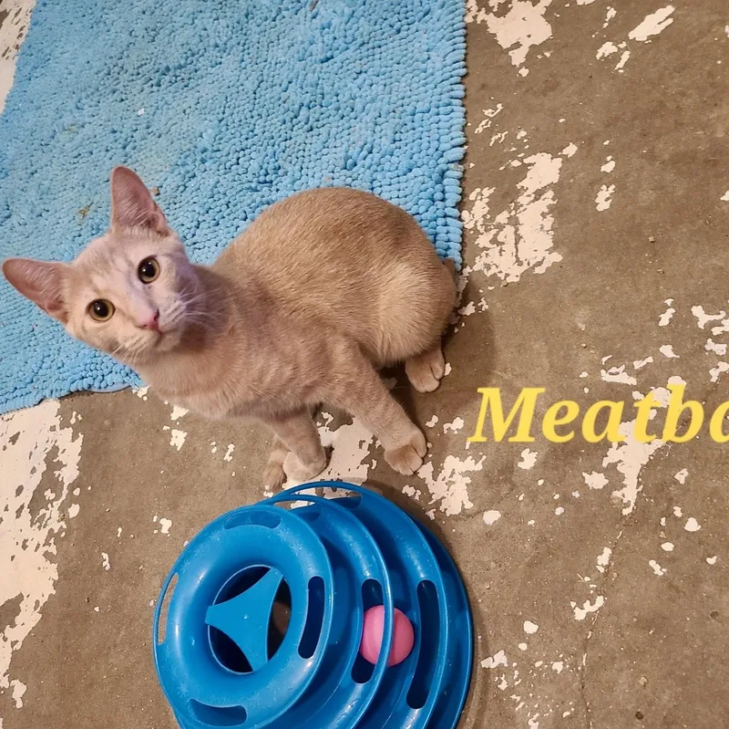 Meatball thumbnail 3