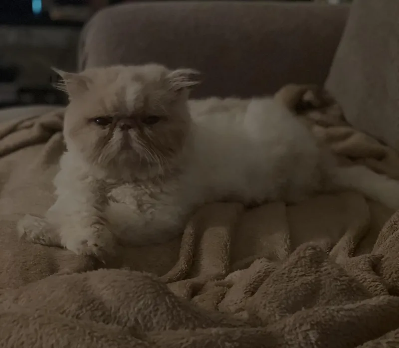 An adult medium-sized female Cream / Ivory Persian cat named Halo for adoption in Limekiln, PA
