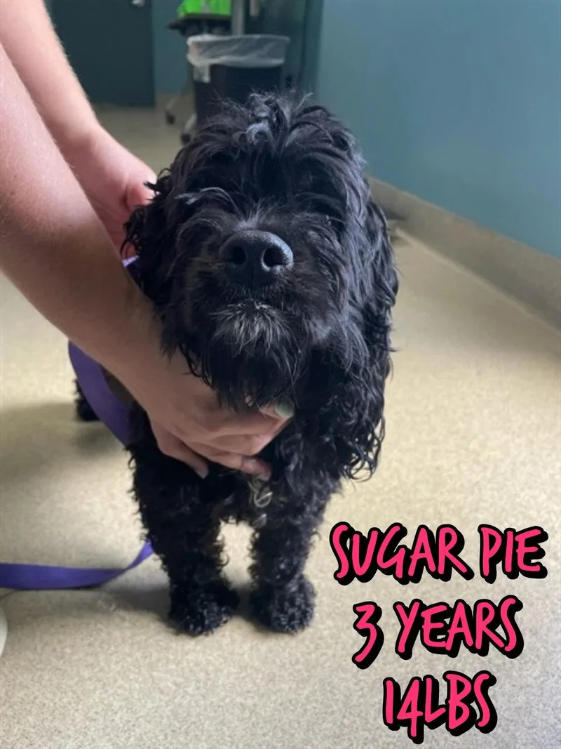 A young small-sized female Mixed Breed dog named Sugar Pie for adoption in Holbrook, NY