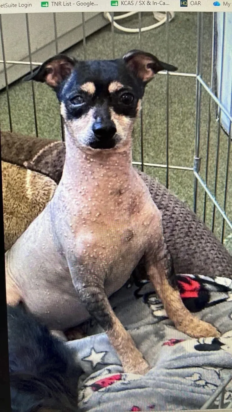 A senior small-sized male Chinese Crested Dog dog named Papa for adoption in Newport, KY