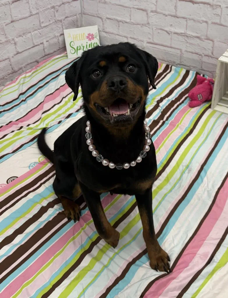 An adult medium-sized female Rottweiler dog named Katana for adoption in Detroit, MI