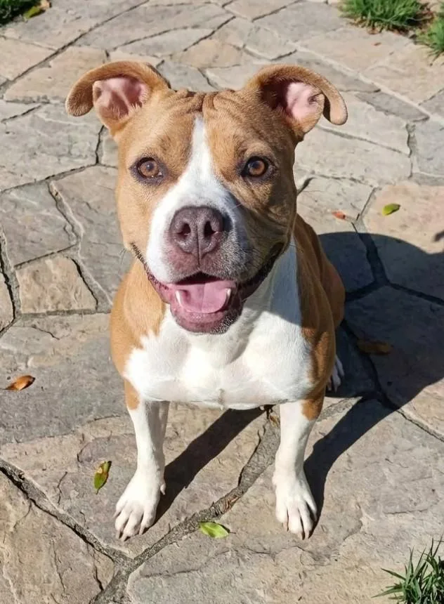 An adult medium-sized female Bulldog dog named Penny for adoption in Salisbury, MD