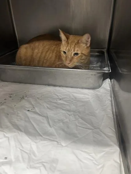 An adult medium-sized male Domestic Short Hair cat named Banjo for adoption in Largo, FL