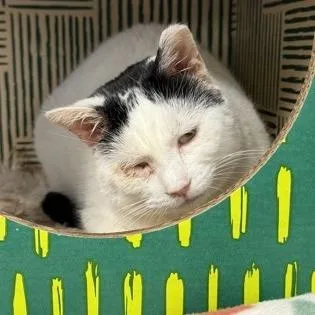 An adult large-sized female White Domestic Short Hair cat named Topeka for adoption in Ashtabula, OH