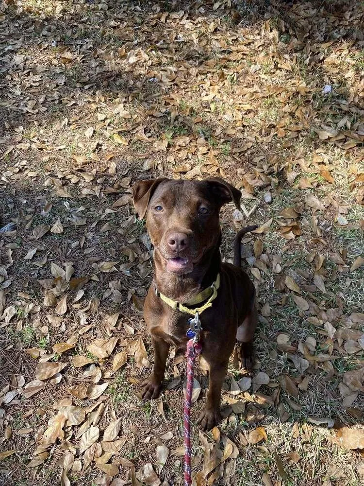 An adult medium-sized female Brown / Chocolate Mixed Breed dog named Adrian for adoption in Scott, LA
