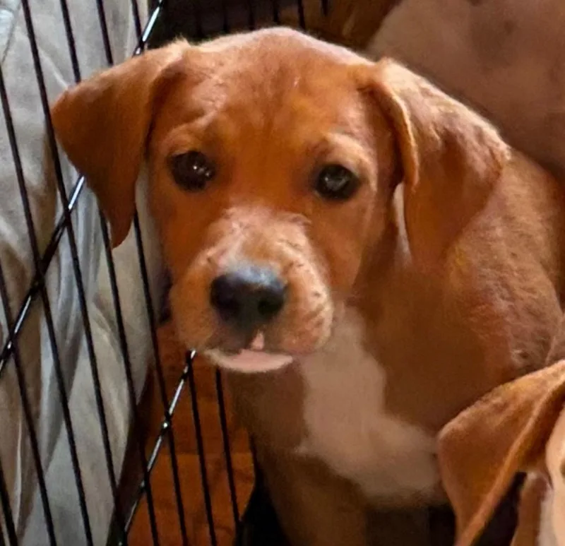 A baby small-sized male Mixed Breed dog named Cogsworth for adoption in St. Augustine, FL