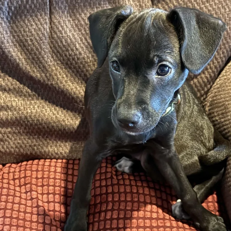 A baby medium-sized female Labrador Retriever dog named Pepper for adoption in Lewisville, IN