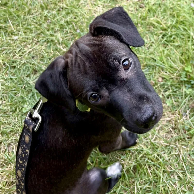 Pepper thumbnail 2