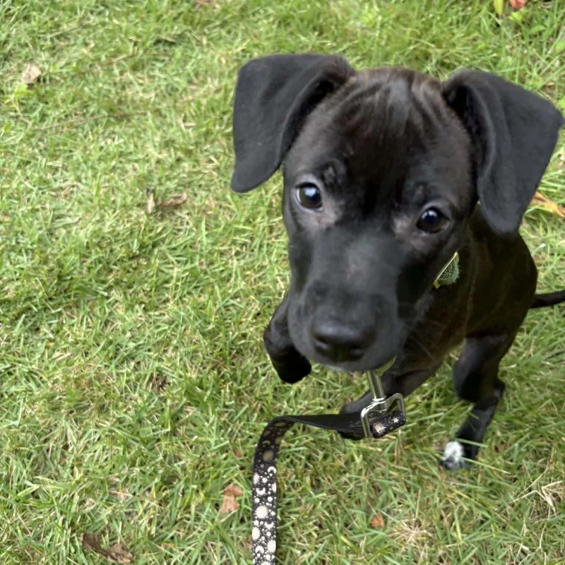 Pepper thumbnail 3