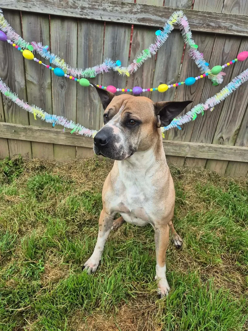 An adult large-sized male Yellow / Tan / Blond / Fawn Shar-Pei dog named Moose for adoption in Dover, AR