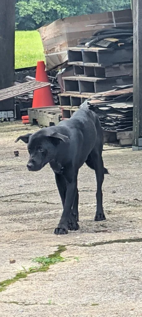 A young medium-sized male Mixed Breed dog named Brodie for adoption in Shelbyville, TN