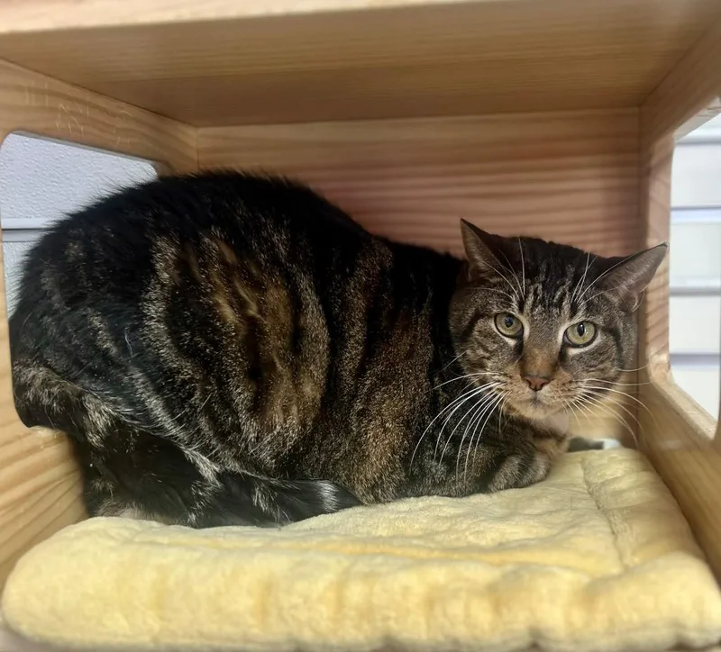 An adult extra large-sized male Tabby (Gray / Blue / Silver) Domestic Short Hair cat named Chunky Monkey for adoption in New Philadelphia, OH