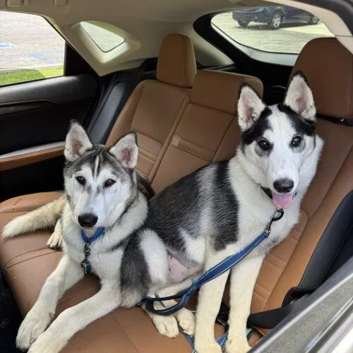 A baby medium-sized female Bicolor Siberian Husky dog named Panda for adoption in San Juan Capistrano, CA