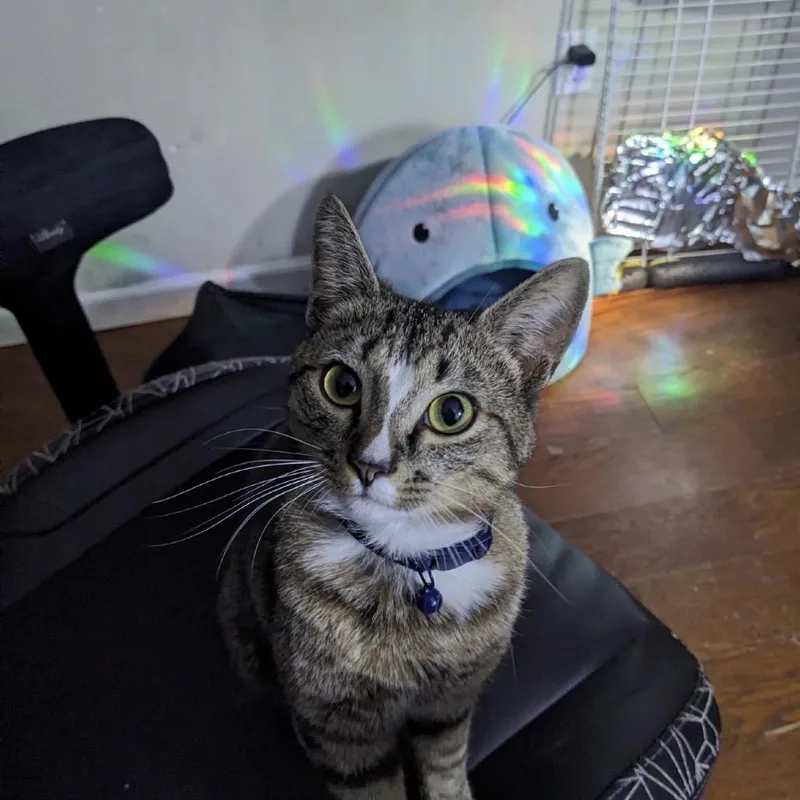 A young small-sized male Gray / Blue / Silver American Bobtail cat named Warlock for adoption in Melbourne, KY