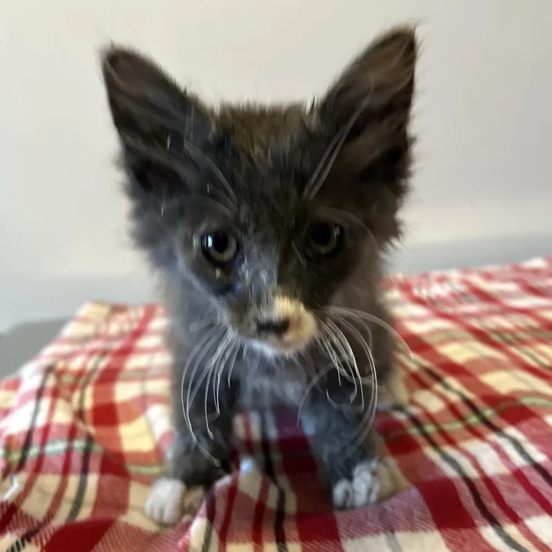 A baby small-sized male Gray / Blue / Silver Domestic Long Hair cat named IVHSStray for adoption in San Gabriel, CA