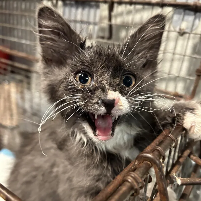 IVHSStray thumbnail 3