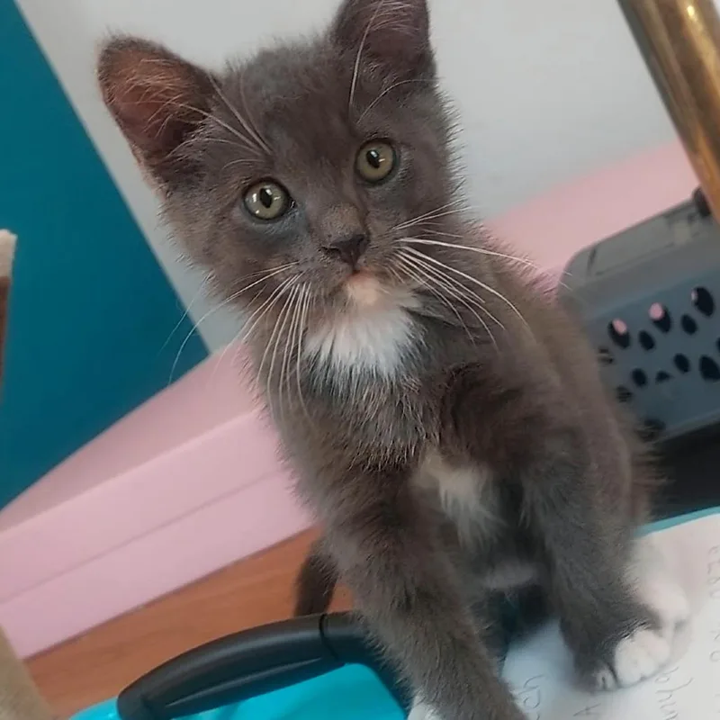 A baby small-sized male Gray / Blue / Silver Domestic Short Hair cat named Mooch for adoption in Los Angeles, CA