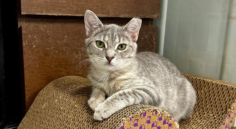A young small-sized female Tabby (Gray / Blue / Silver) Domestic Short Hair cat named Cosette for adoption in Norfolk, VA