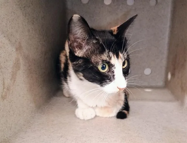 A young medium-sized female Domestic Short Hair cat named A for adoption in Moreno Valley, CA