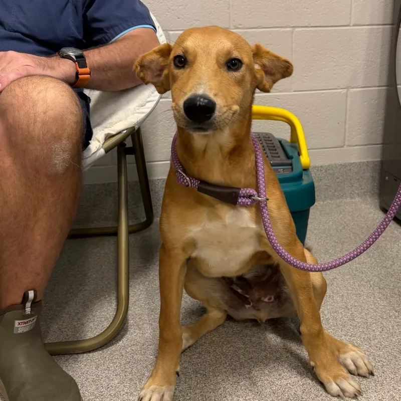 A baby medium-sized male Brown / Chocolate Mixed Breed dog named Sawyer for adoption in Englewood, FL