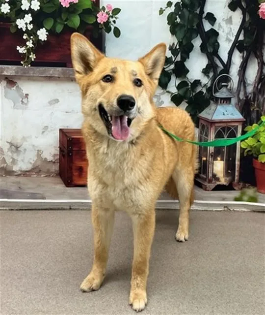 A young medium-sized female German Shepherd Dog dog named Amber for adoption in San Bernardino, CA