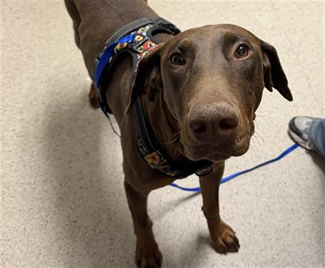A young large-sized female Doberman Pinscher dog named Juno for adoption in Bakersfield, CA