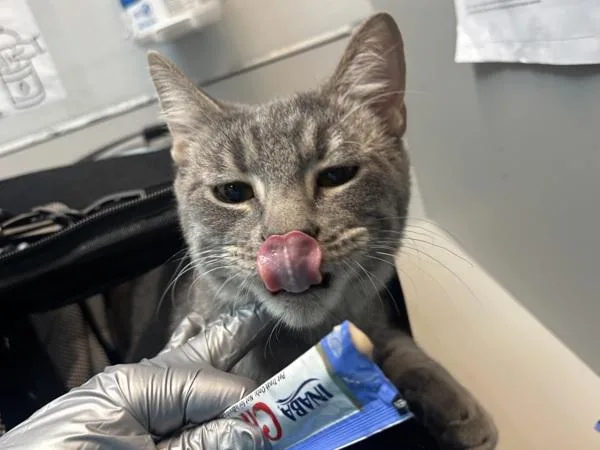 A young medium-sized male Domestic Short Hair cat named Tofu for adoption in New York, NY