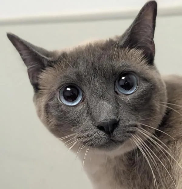 Kahlua