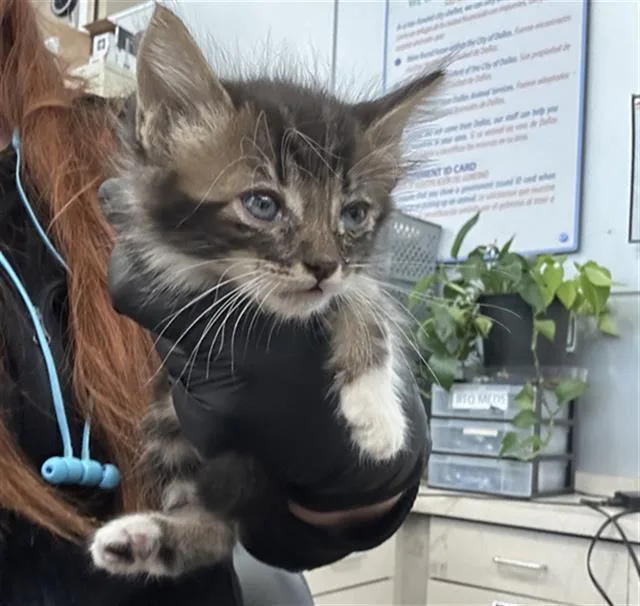 A baby medium-sized male Domestic Long Hair cat named Chewy for adoption in Dallas, TX