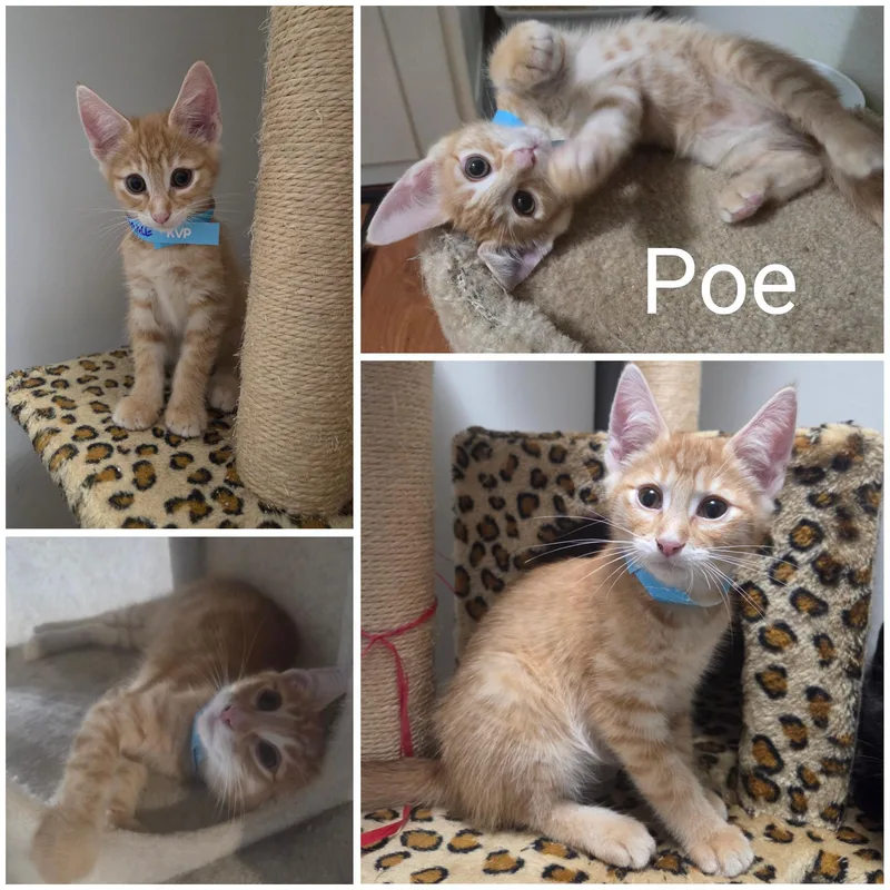 Poe