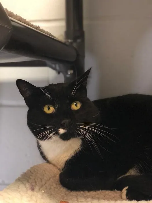 Sweet Pea thumbnail 2