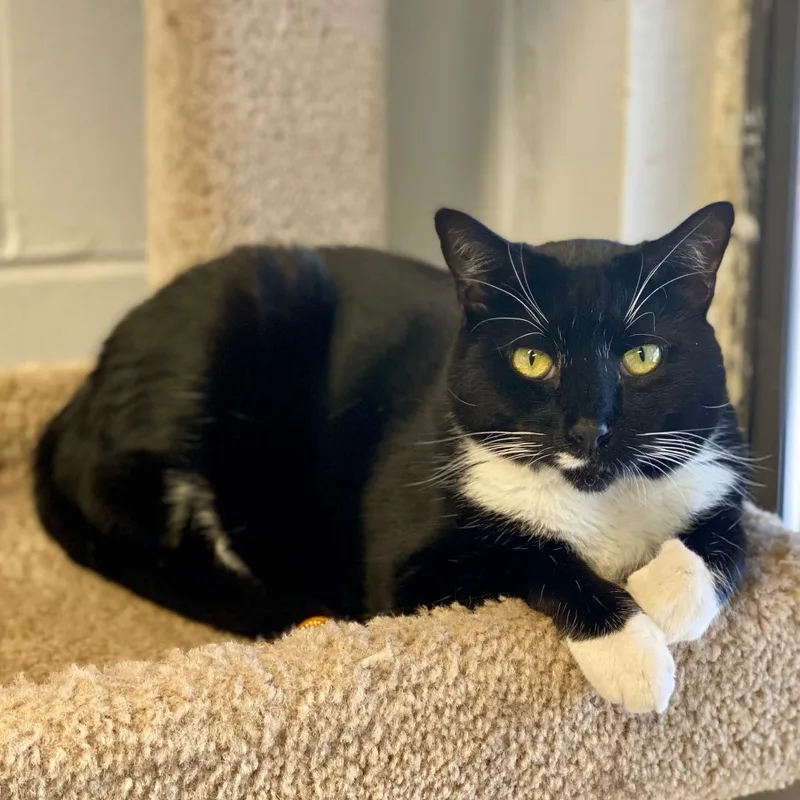 Sweet Pea thumbnail 4