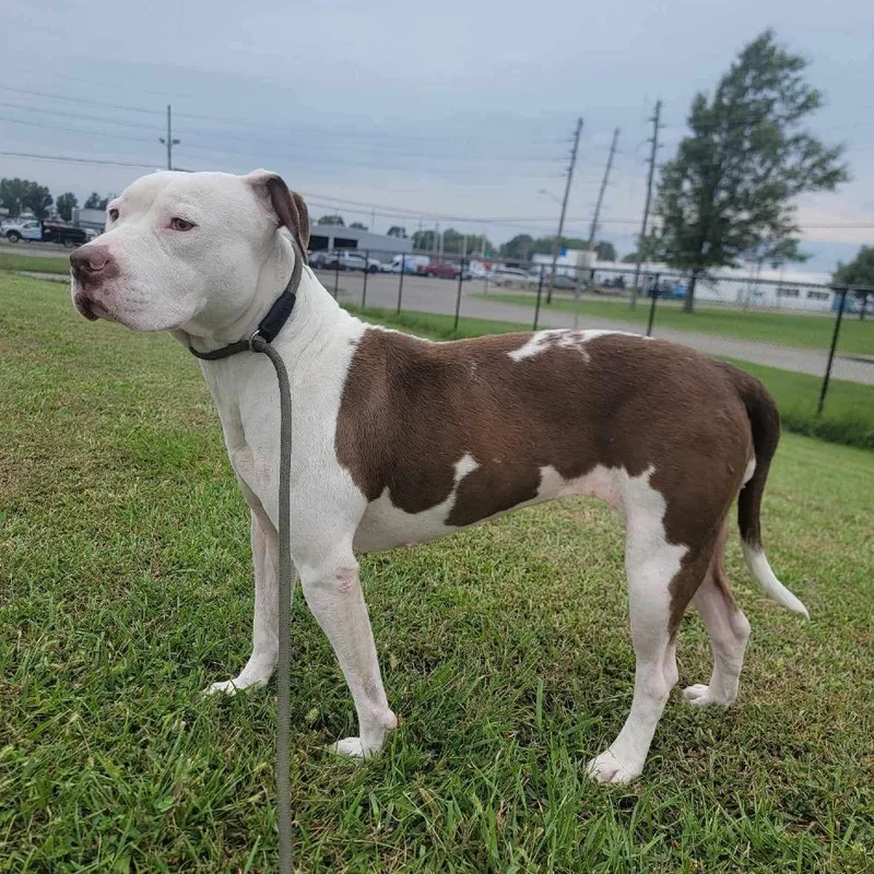 An adult medium-sized female White / Cream American Bulldog dog named Mavis for adoption in Emporia, KS