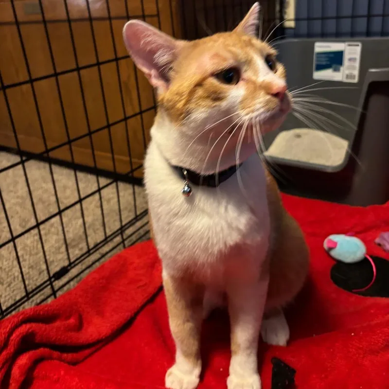 A baby large-sized male Orange / Red Domestic Short Hair cat named FOUND N Everett St for adoption in Rochester, MN