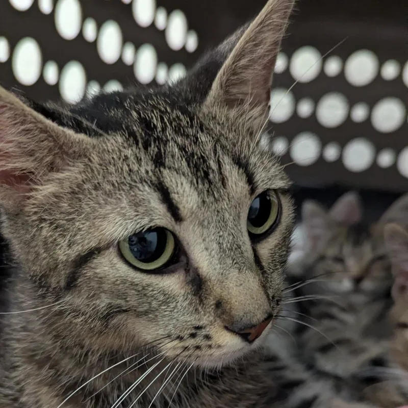 A young medium-sized female Brown / Chocolate Domestic Short Hair cat named Whitney for adoption in Pittsburgh, PA