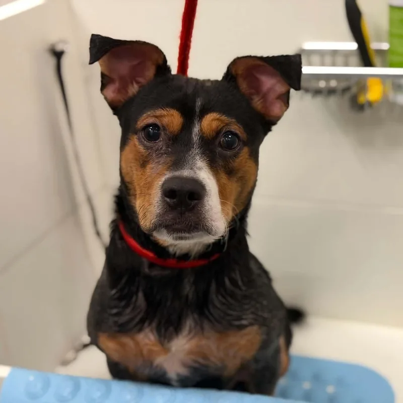 A young medium-sized male Tricolor (Brown, Black, & White) Pit Bull Terrier dog named 26-01651 for adoption in Fredericksburg, VA
