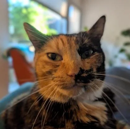 A senior medium-sized female Domestic Short Hair cat named Asia for adoption in Seattle, WA